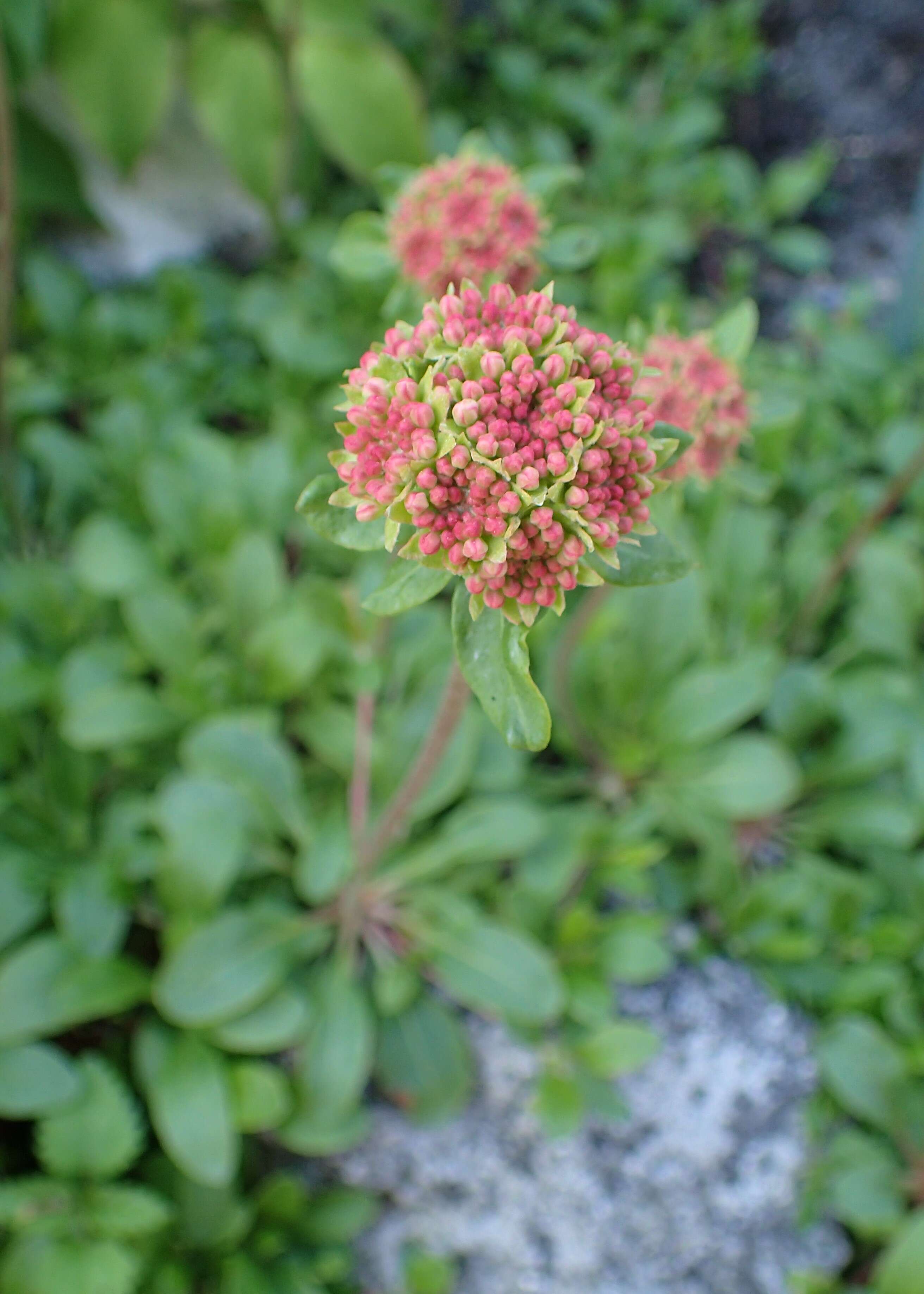 Image of sulphur-flower buckwheat