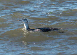 Image of Red-throated Diver