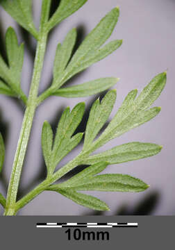 Image of little-leaf angelica