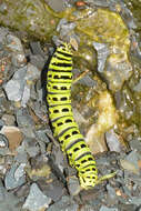 Image of Short-tailed Swallowtail