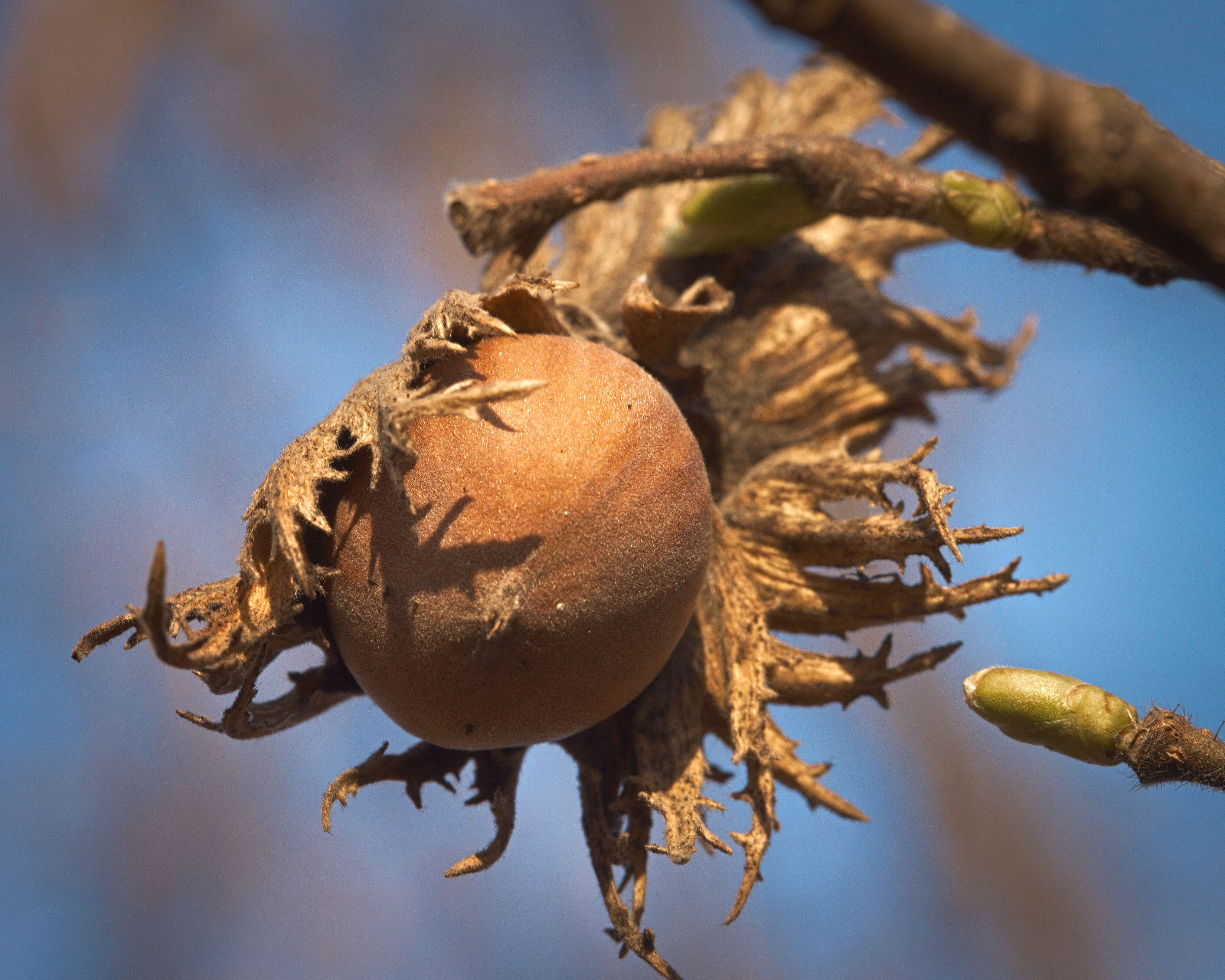 Image of Cobnut