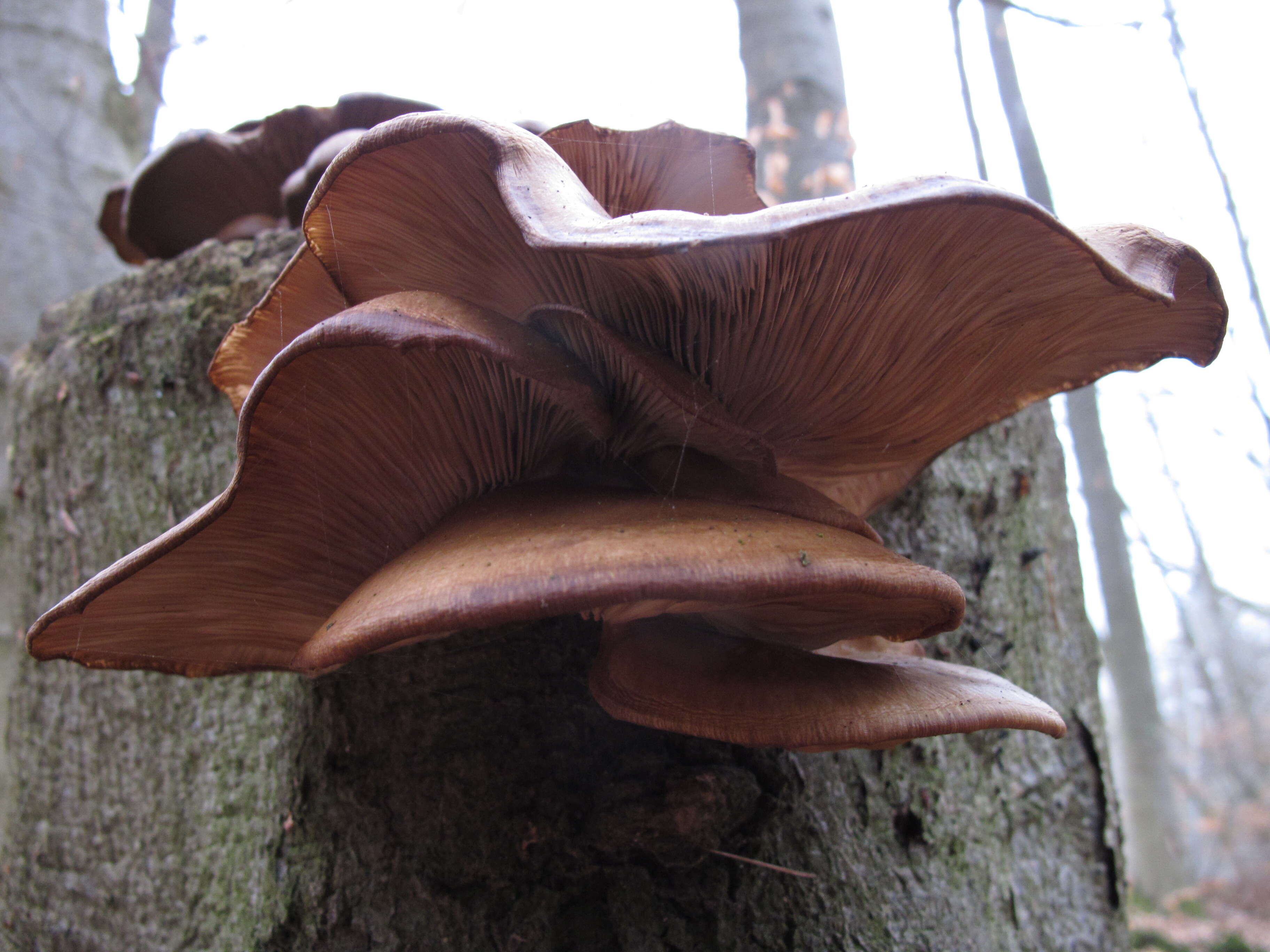 Image of Pleurotus