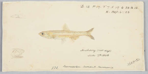 Imagem de Engraulis australis (White 1790)