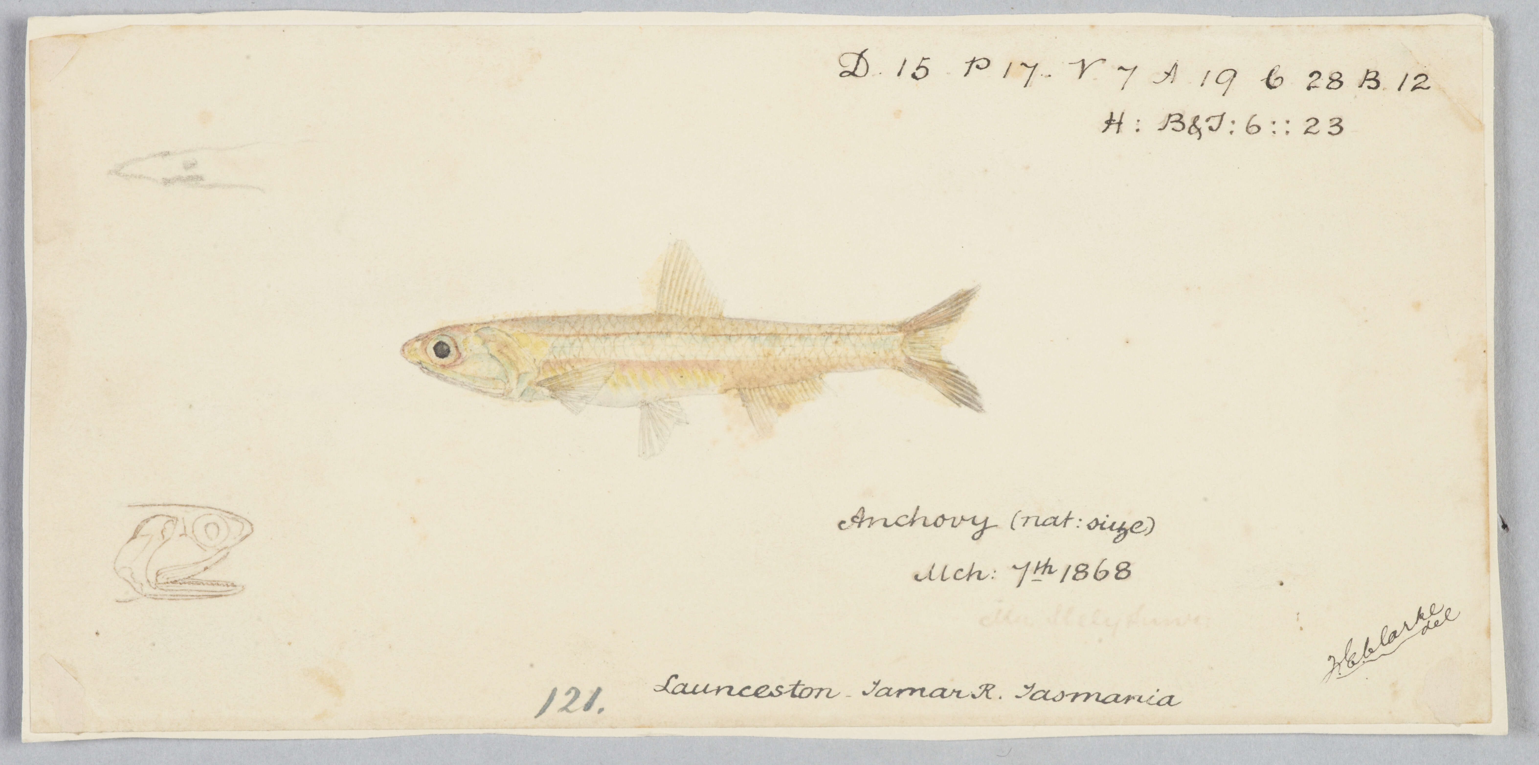 Image of Australian anchovy