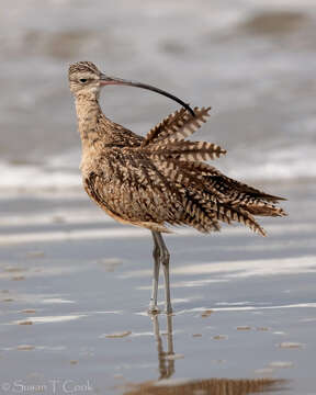 Image of Long-billed Curlew