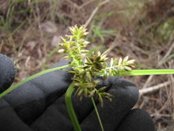 Image de Cyperus hillebrandii Boeckeler