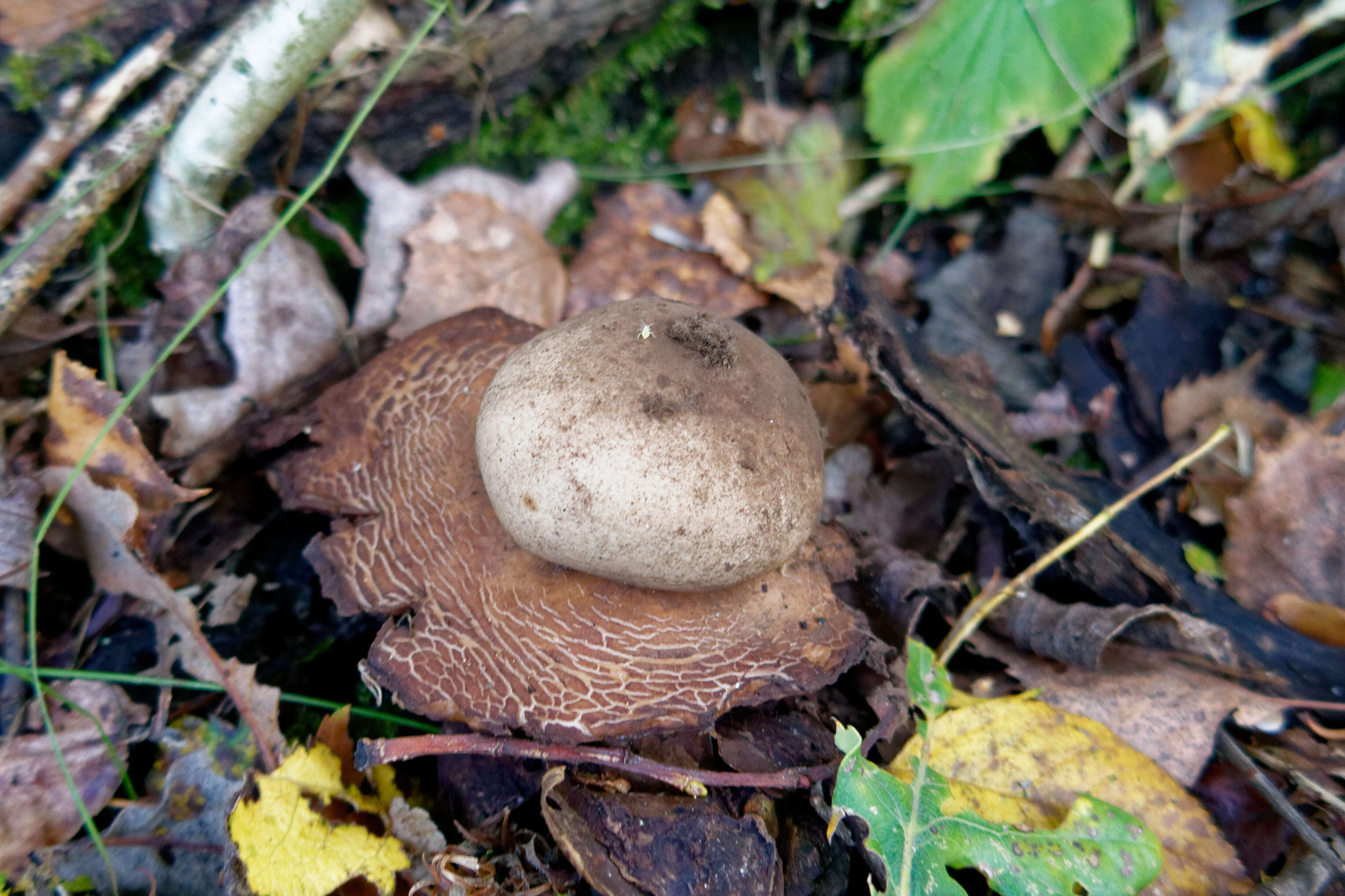 Image of Collared Earthstar