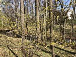 Image of northern spicebush