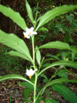 Image of Jerusalem Cherry