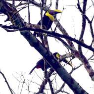 Image of Chestnut-mandibled Toucan