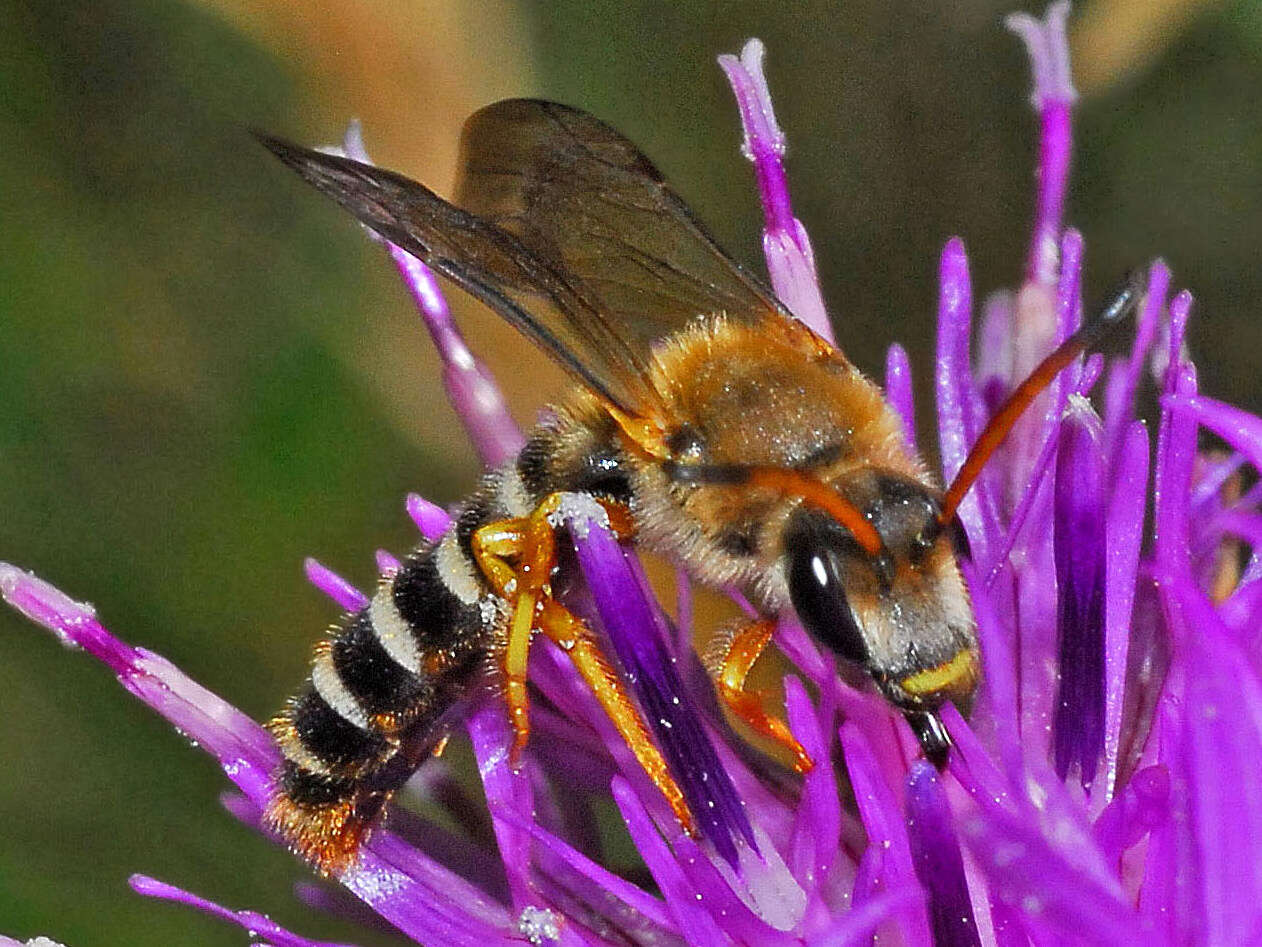 Image of Halictus sexcinctus (Fabricius 1775)