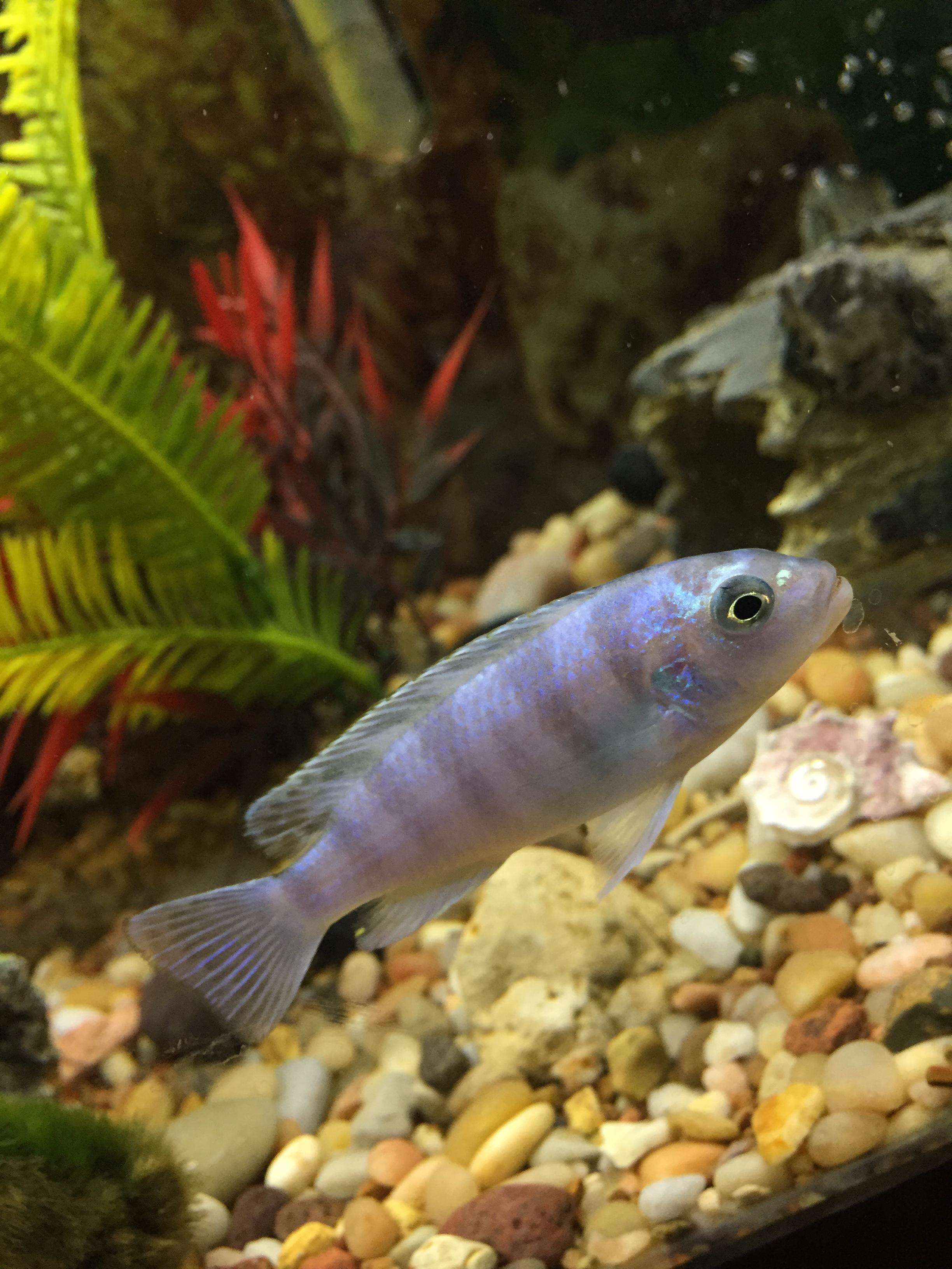 Image of Cichlid