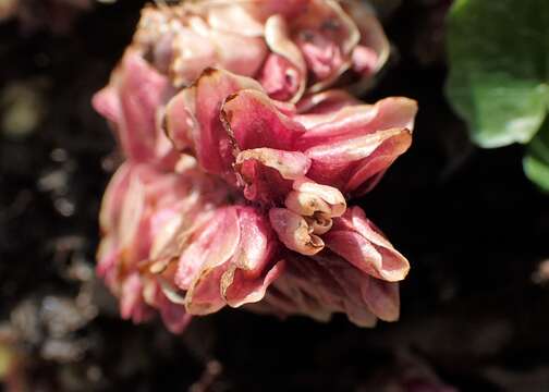 Image of common toothwort