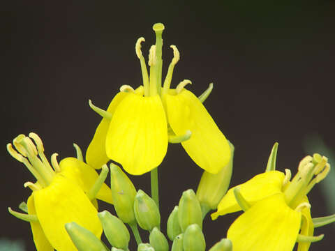 Imagem de Brassica rapa subsp. oleifera (DC.) Metzg.