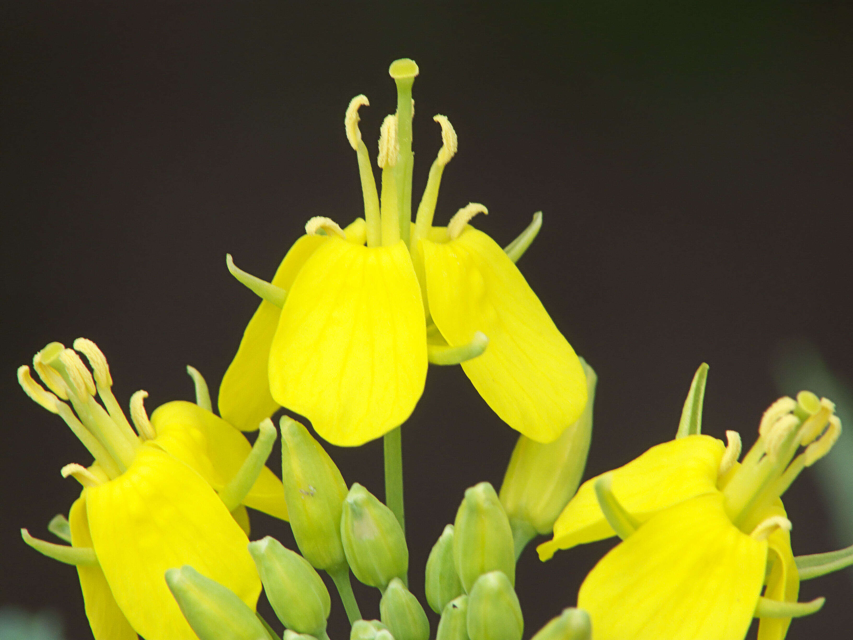 Image of Brassica rapa subsp. oleifera