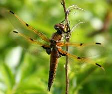 Image of Four-spotted Chaser