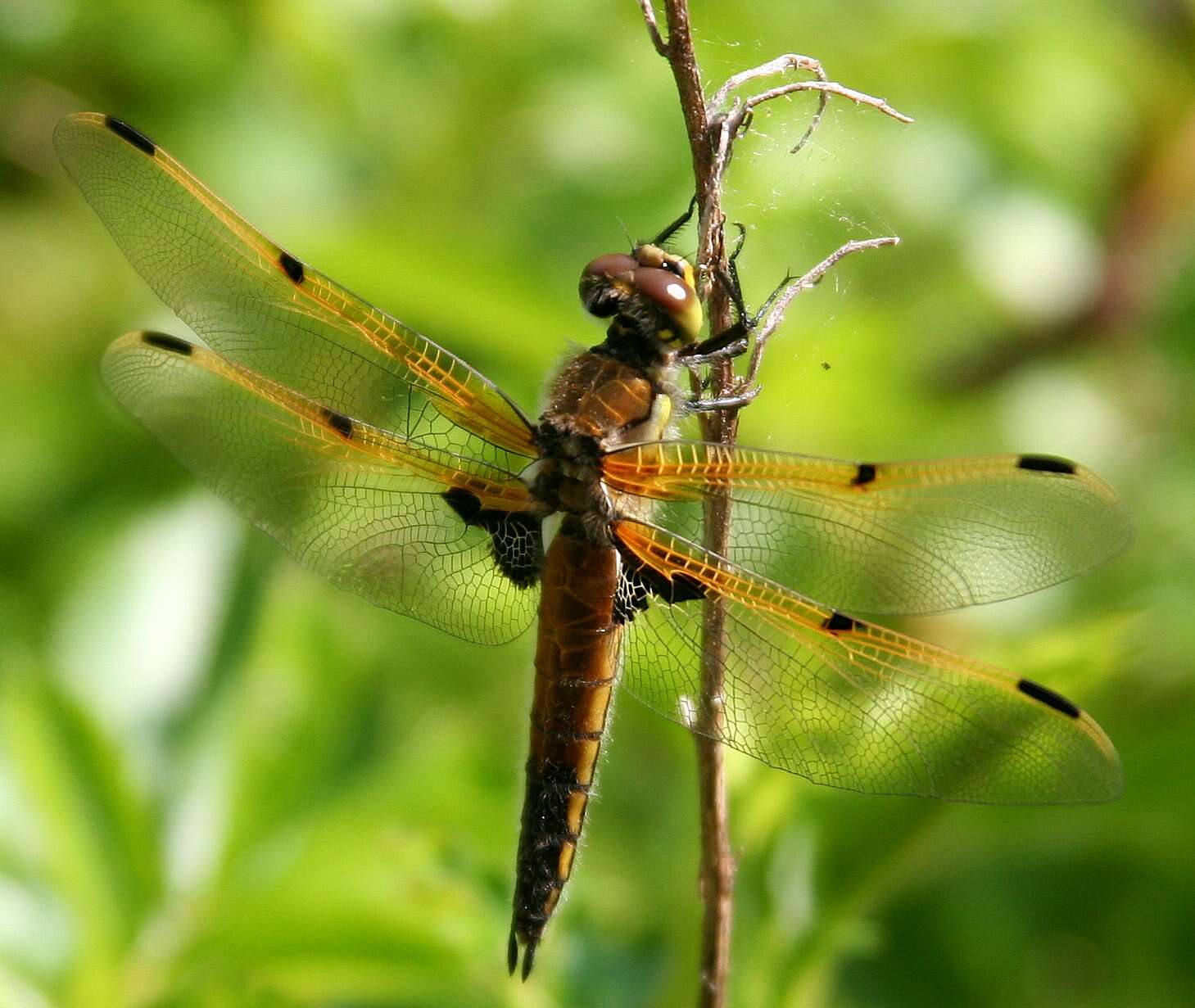 Image of Four-spotted Chaser