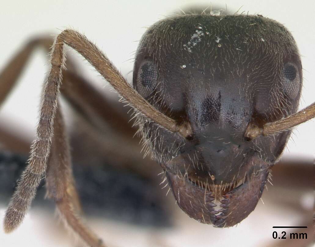 Imagem de Lasius platythorax Seifert 1991