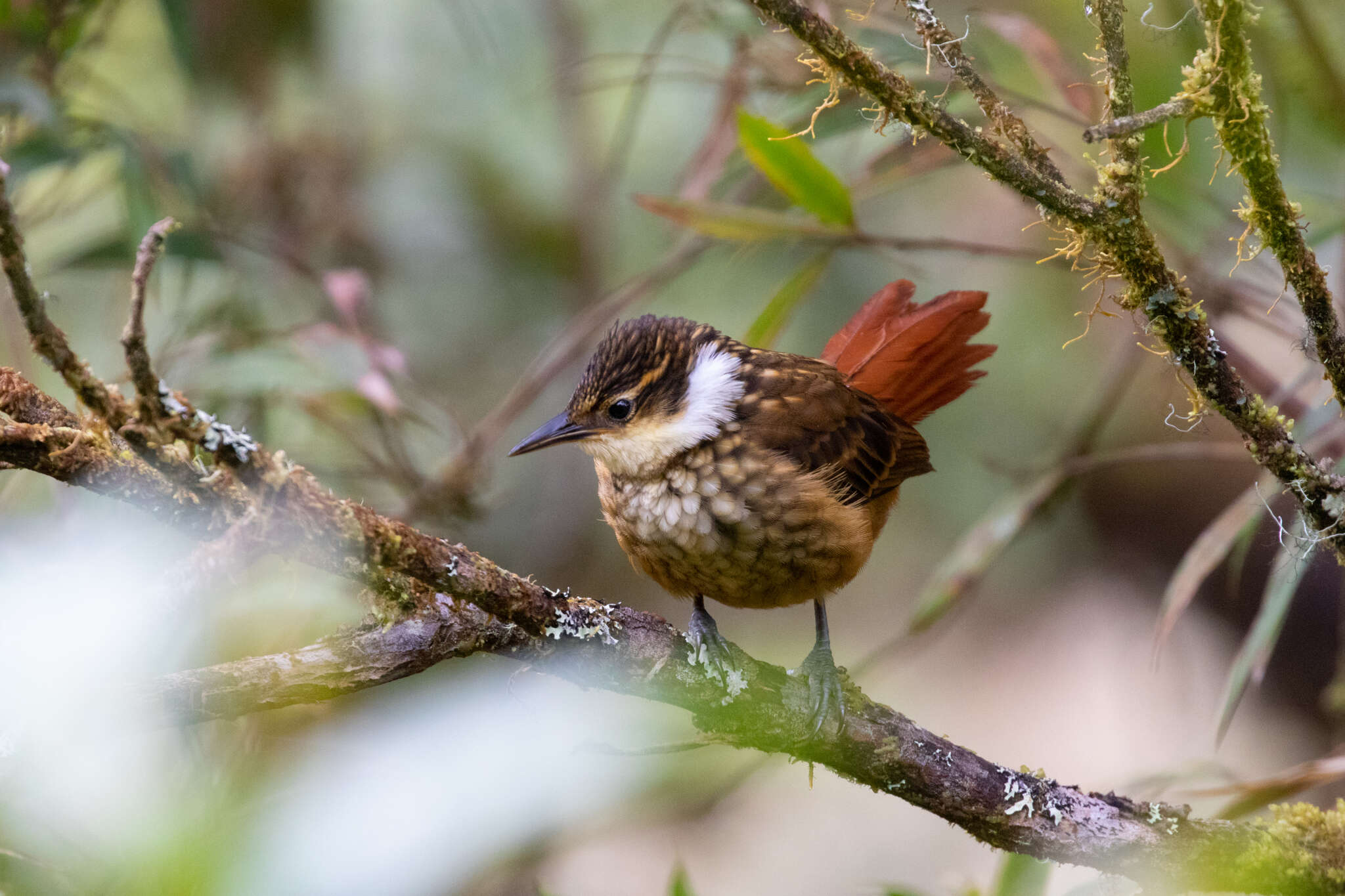 Image of Streaked Tuftedcheek