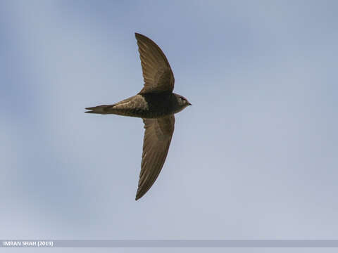 Image of swift, common swift