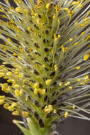 Imagem de Salix cinerea L.