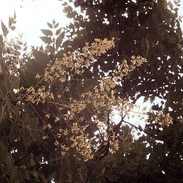 Image of Golden-rain tree