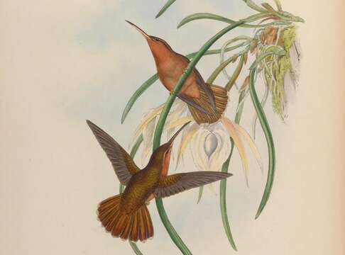 Image of Hook-billed Hermit