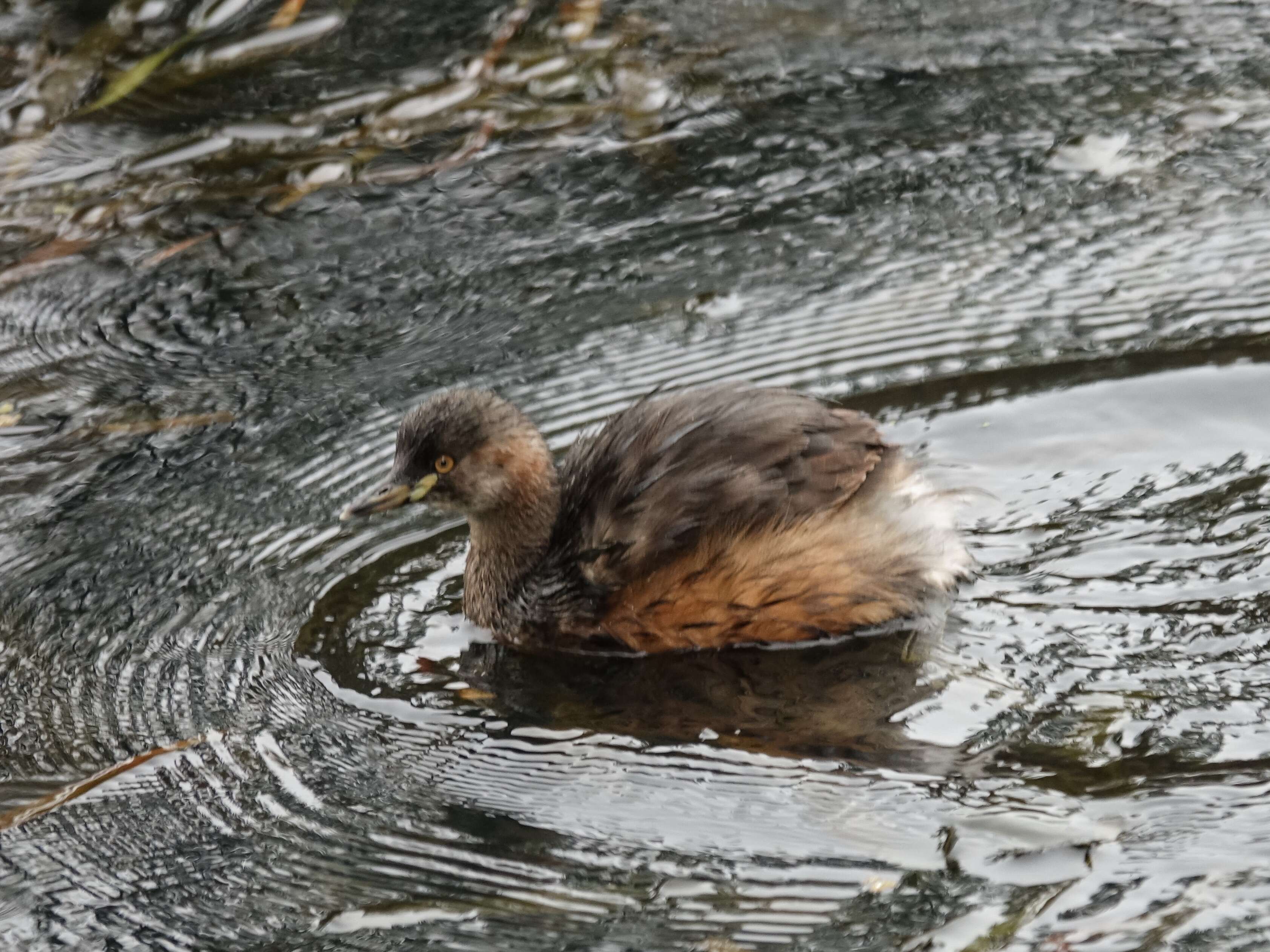 Image of Australasian Grebe