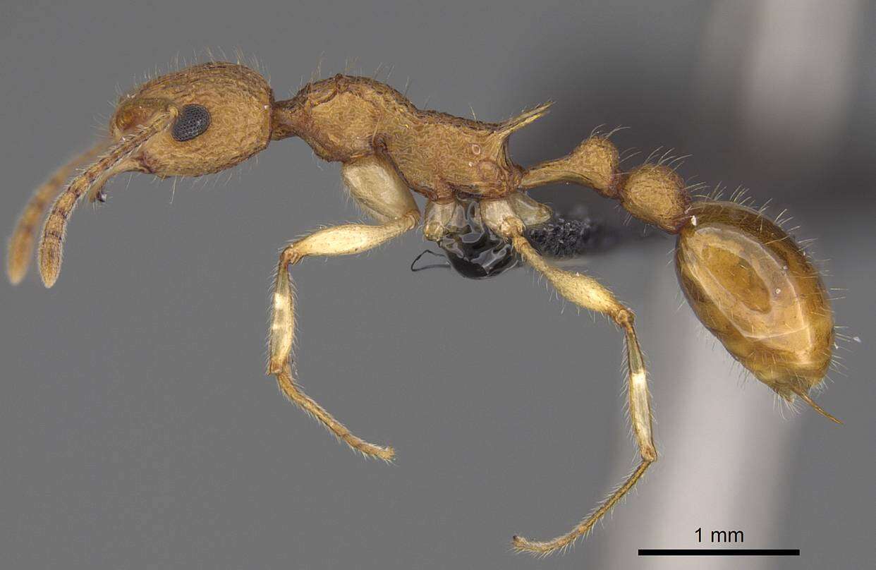 Image de Myrmicinae