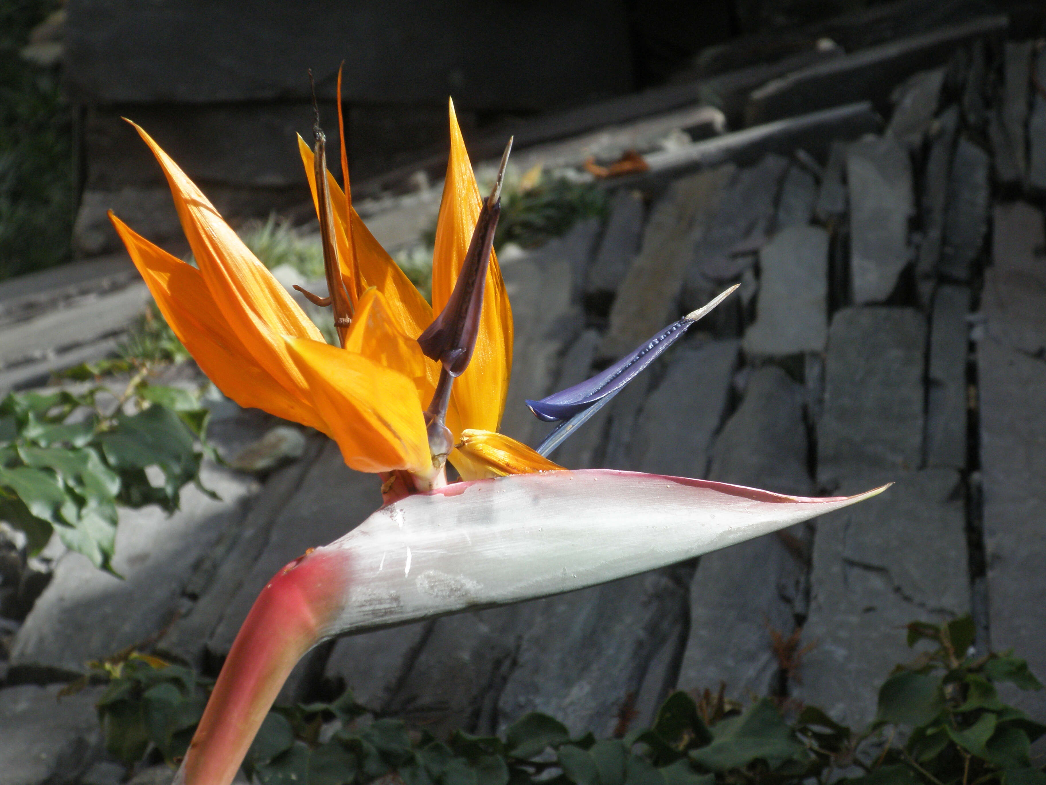 Image of Bird of paradise plant