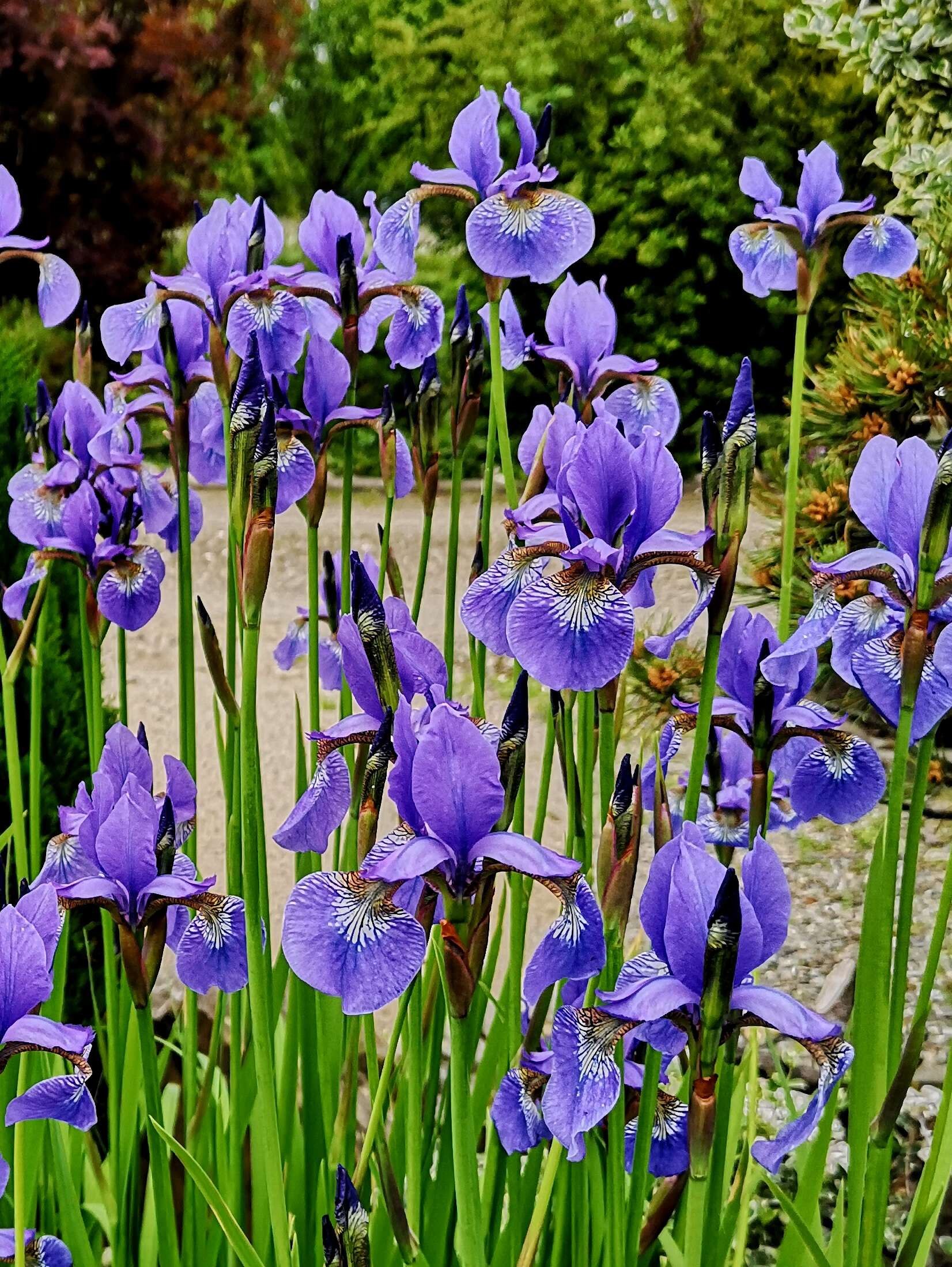 Image of German Iris