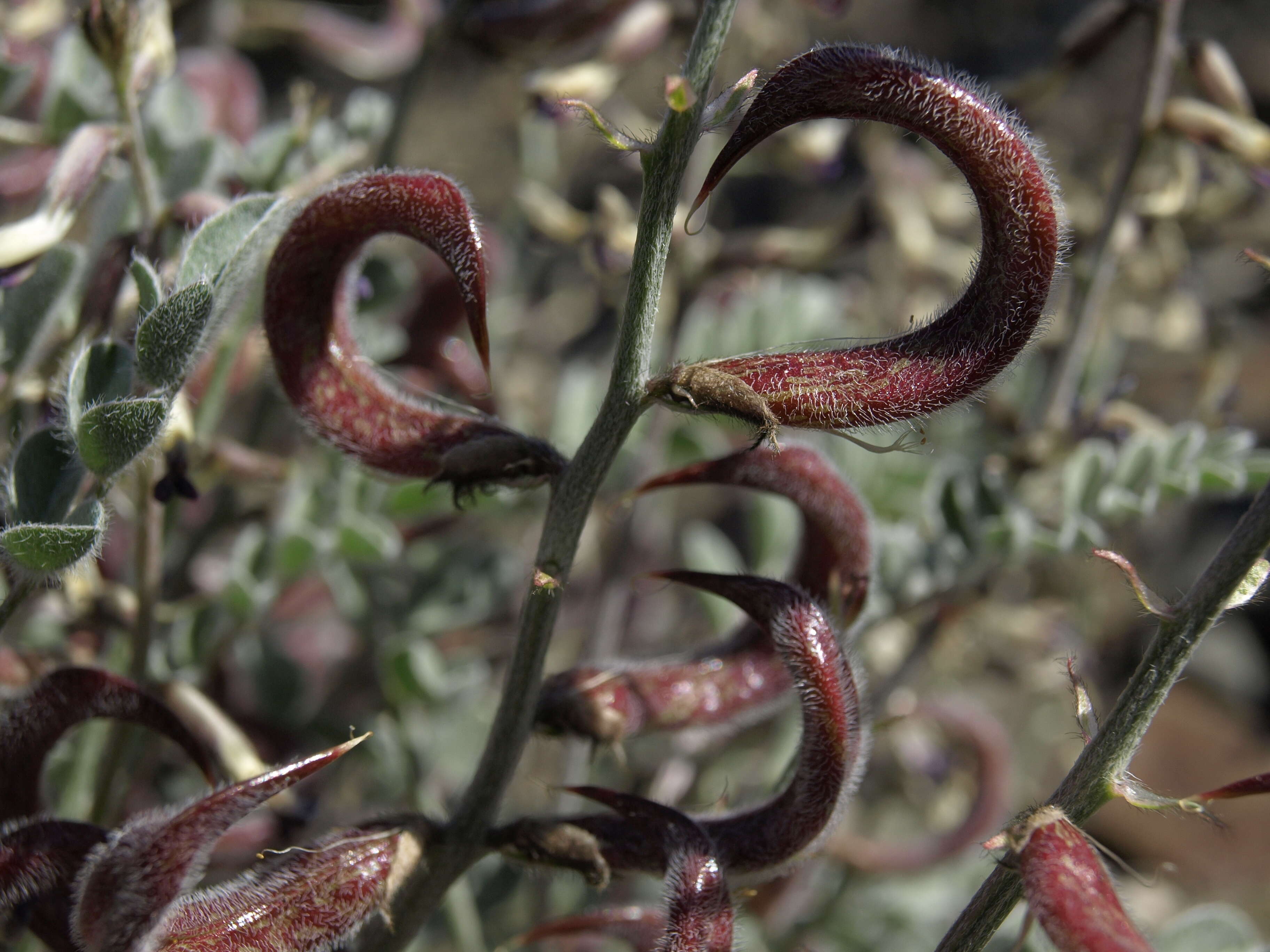 Image of widow's milkvetch