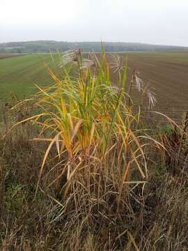 Imagem de Miscanthus sinensis Andersson