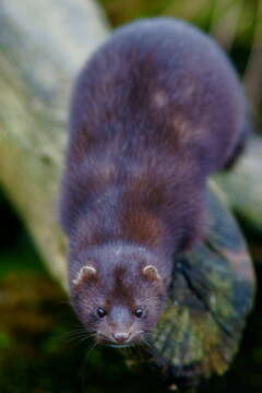 Image of American Mink