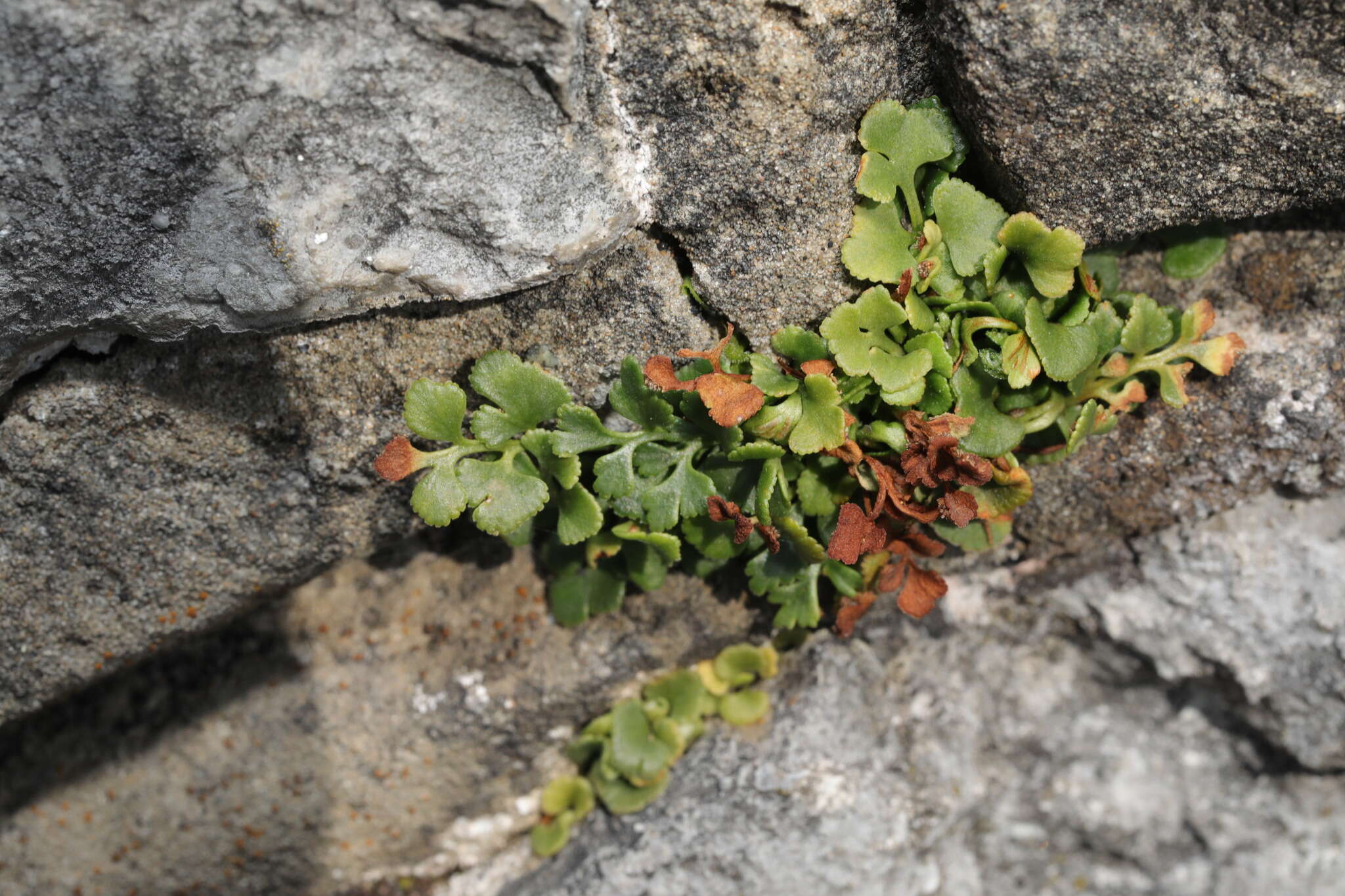 Image of Wall-rue