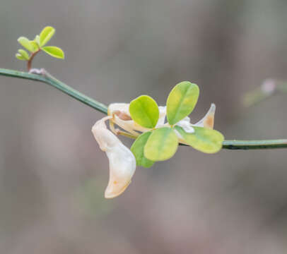 Image of Scorpion Senna