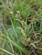 Image of Small Fleabane