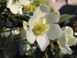 Image of Magnolia laevifolia (Y. W. Law & Y. F. Wu) Noot.