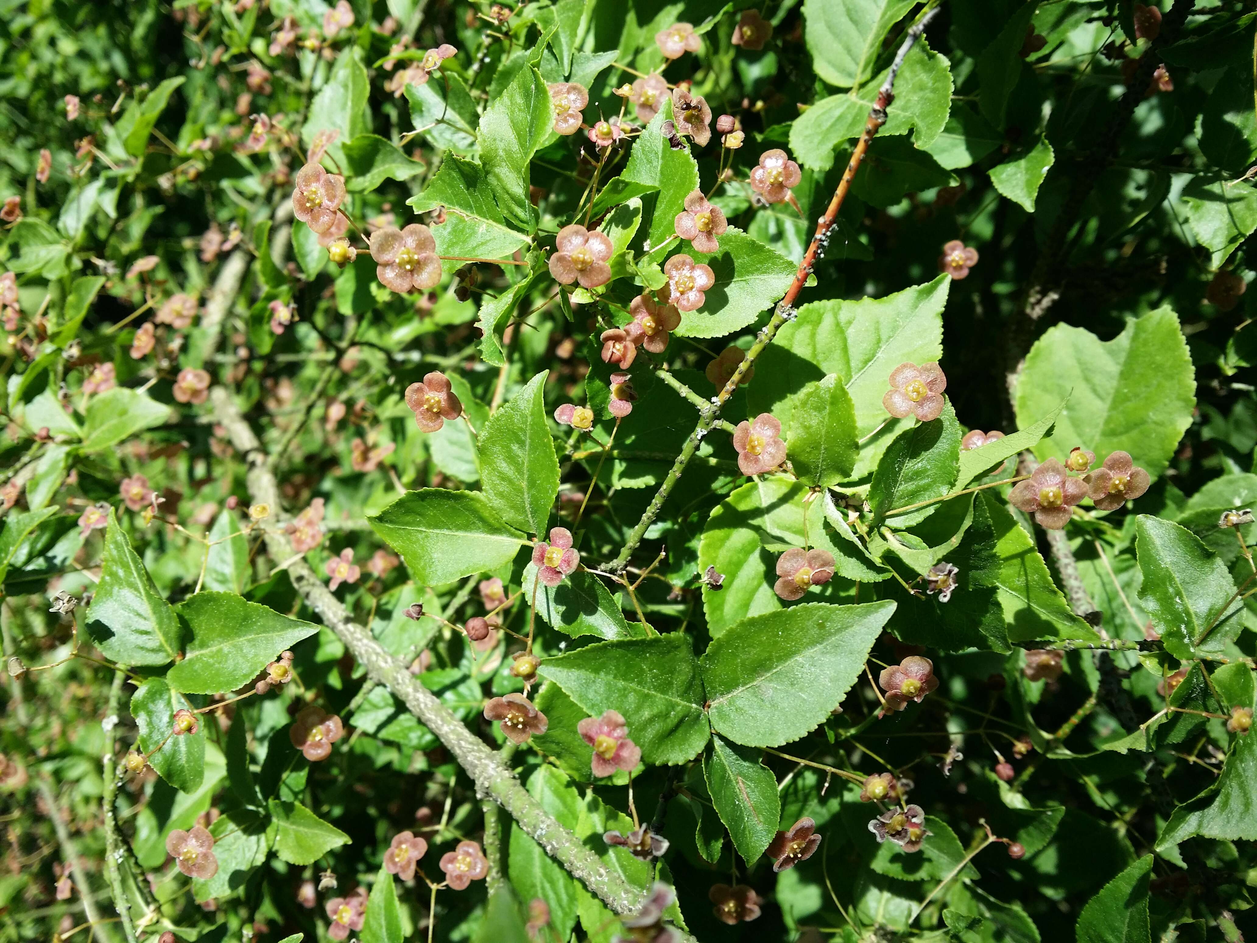 Image of Euonymus verrucosus Scop.