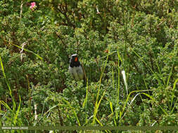 Image of Himalayan Rubythroat