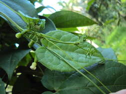 Image of Solena amplexicaulis (Lam.) Gandhi ex Saldanha & Nicolson