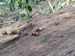 Image of Brown Palm Civet