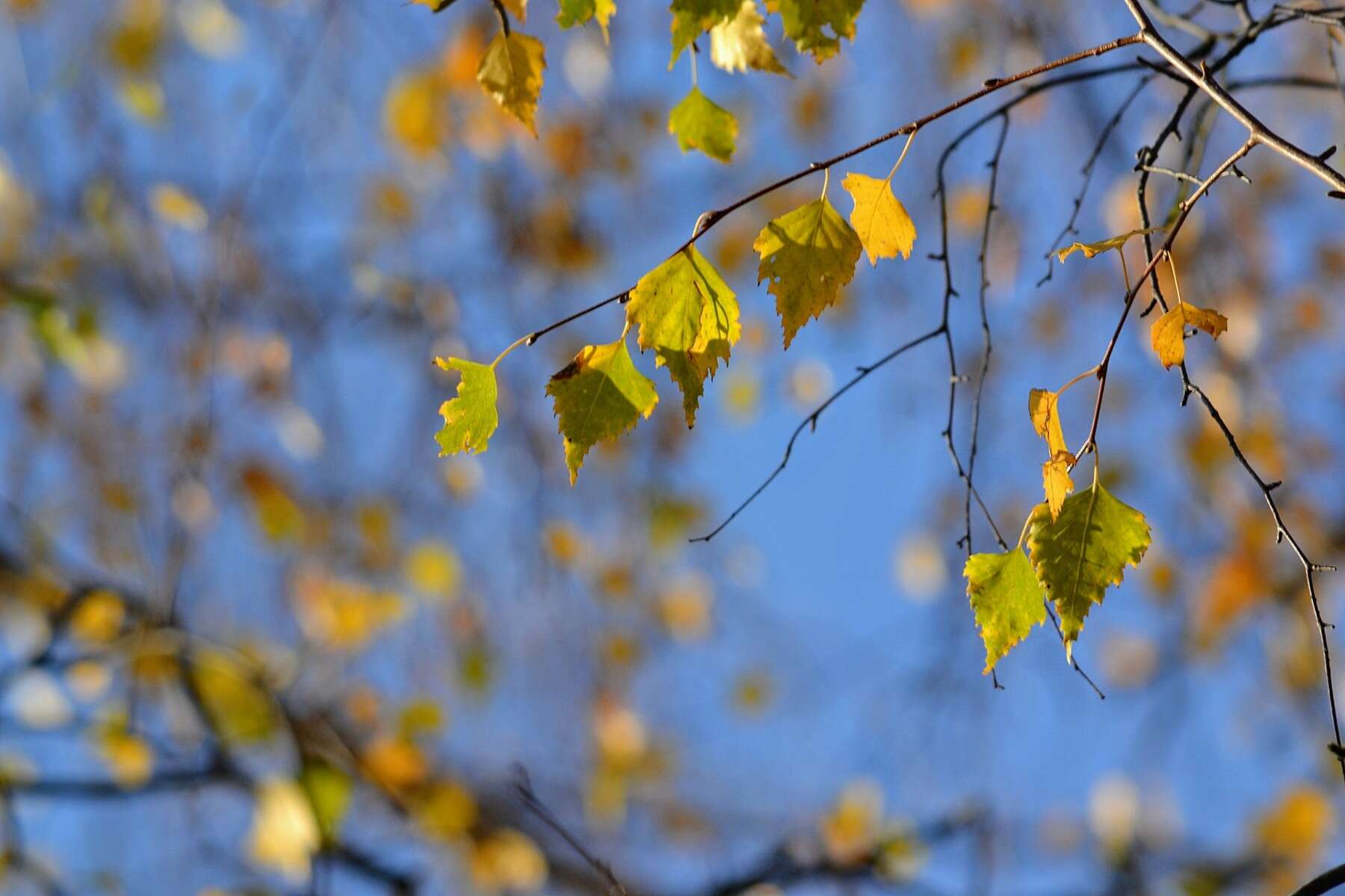 Image of Common Birch