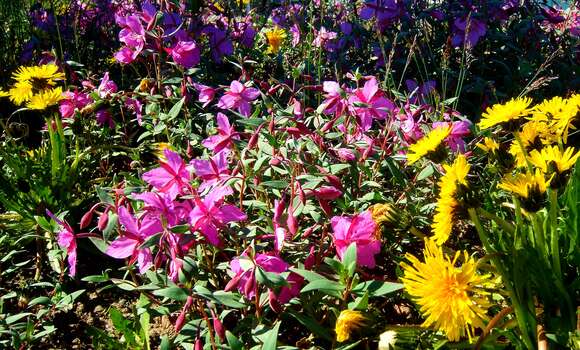 Image of dwarf fireweed