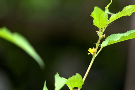 Imagem de Corchorus capsularis L.