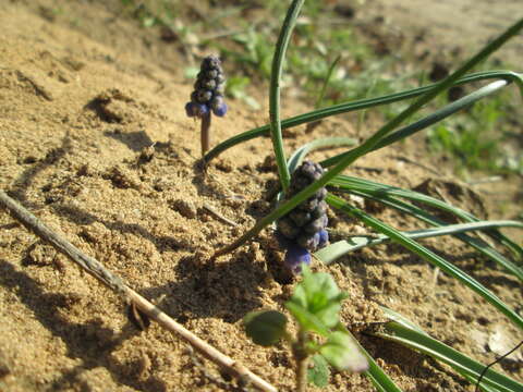 Imagem de Muscari armeniacum H. J. Veitch