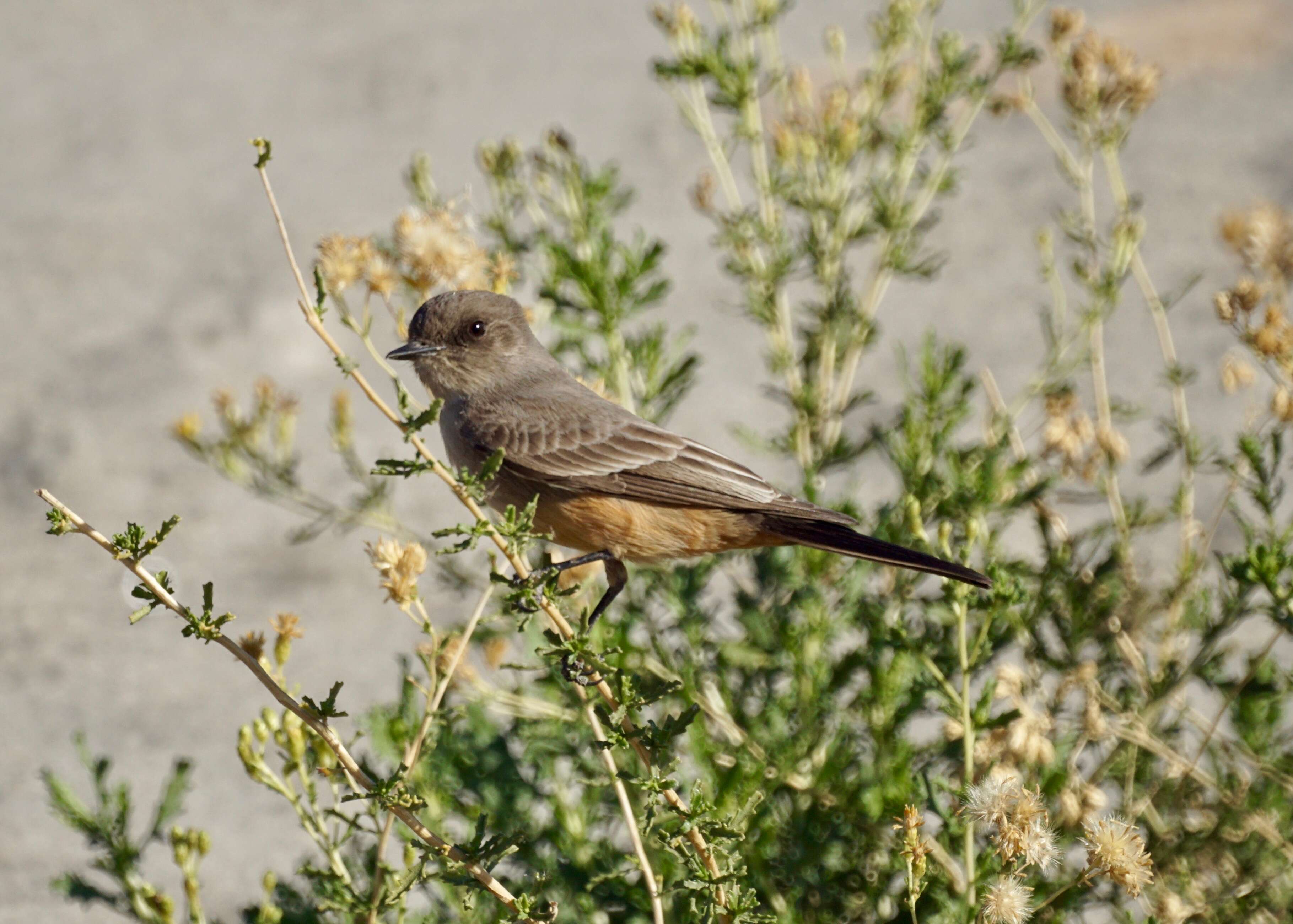 Image of Say's Phoebe