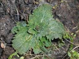 Image of Horminum pyrenaicum L.