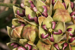 Image of spider milkweed