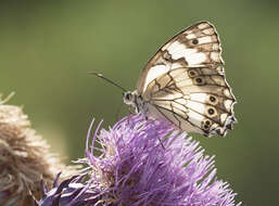 Imagem de Melanargia titea Klug 1832